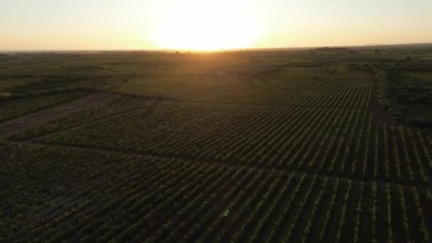 Luftaufnahme Von Einer Drohne Sauberer Grüner Weinberge Auf Einem Weingut — Stockvideo