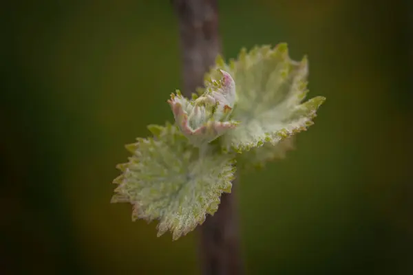ヴァイン スプロット ワインのイヤードのブドウの枝に近い ロイヤリティフリーのストック写真