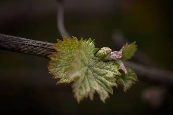 ヴァイン スプロット ワインのイヤードのブドウの枝に近い ストック写真
