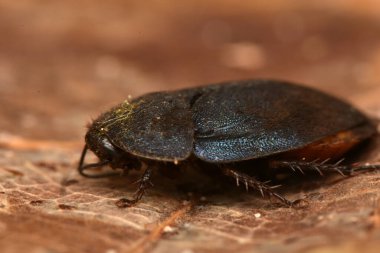 Tropikal hamamböcekleri, hobi olarak evcil hayvanlar, Blattodea bir böcek topluluğudur.