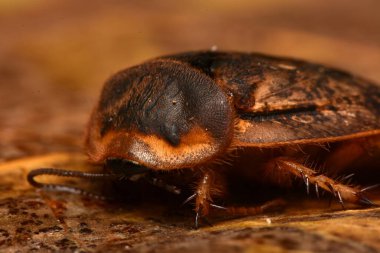 Tropikal hamamböcekleri, hobi olarak evcil hayvanlar, Blattodea bir böcek topluluğudur.