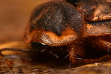 Tropikal hamamböcekleri, hobi olarak evcil hayvanlar, Blattodea bir böcek topluluğudur.