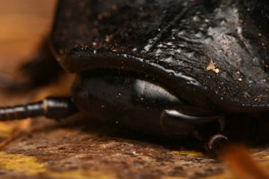 Tropikal hamamböcekleri, hobi olarak evcil hayvanlar, Blattodea bir böcek topluluğudur.
