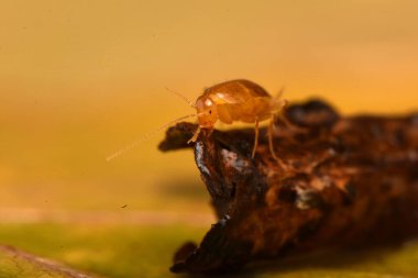 Tropikal hamamböcekleri, hobi olarak evcil hayvanlar, Blattodea bir böcek topluluğudur.