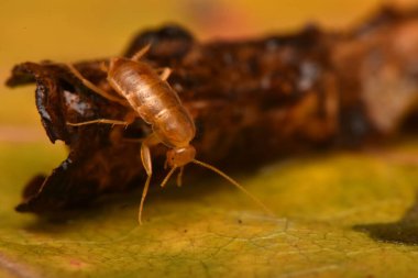 Tropikal hamamböcekleri, hobi olarak evcil hayvanlar, Blattodea bir böcek topluluğudur.