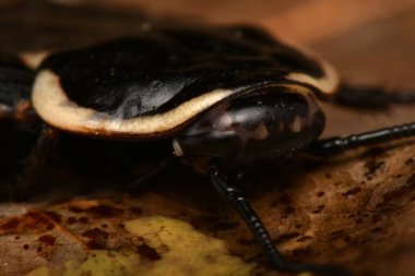 Tropikal hamamböcekleri, hobi olarak evcil hayvanlar, Blattodea bir böcek topluluğudur.