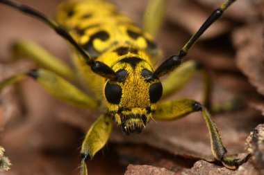 Böcek Saperda skalası, Cerambycidae familyasından bir böcek türü..