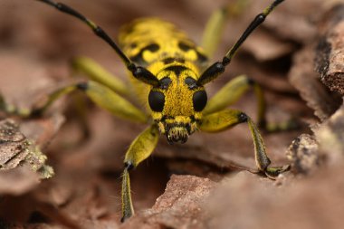 Böcek Saperda skalası, Cerambycidae familyasından bir böcek türü..