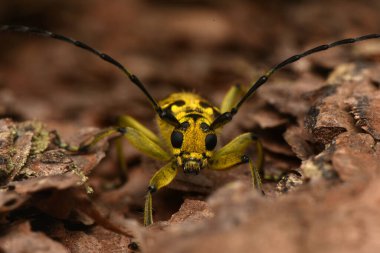 Böcek Saperda skalası, Cerambycidae familyasından bir böcek türü..
