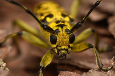Böcek Saperda skalası, Cerambycidae familyasından bir böcek türü..