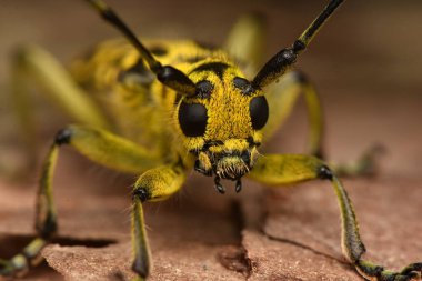 Böcek Saperda skalası, Cerambycidae familyasından bir böcek türü..