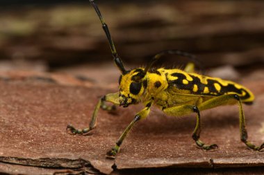 Böcek Saperda skalası, Cerambycidae familyasından bir böcek türü..