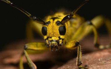 Böcek Saperda skalası, Cerambycidae familyasından bir böcek türü..