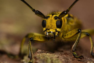 Böcek Saperda skalası, Cerambycidae familyasından bir böcek türü..
