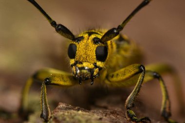 Böcek Saperda skalası, Cerambycidae familyasından bir böcek türü..