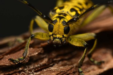 Böcek Saperda skalası, Cerambycidae familyasından bir böcek türü..