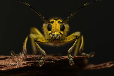 Böcek Saperda skalası, Cerambycidae familyasından bir böcek türü..