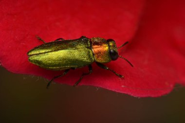 Mücevher böceği. Gülün üzerindeki Anthaxia nitidula.