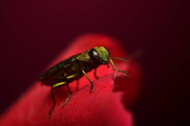 Mücevher böceği. Gülün üzerindeki Anthaxia nitidula.