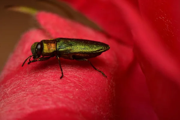 stock image jewel beetle Anthaxia nitidula on a rose