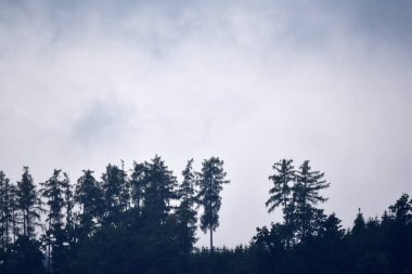 Bulutlu, ağaçlı ve sisli manzara