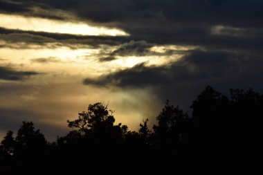 Bulutlu, ağaçlı ve sisli manzara