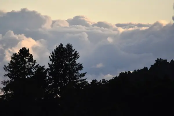 Bulutlu Ağaçlı Sisli Manzara — Stok fotoğraf