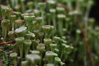 Lichen Ueropean sonbahar doğasında