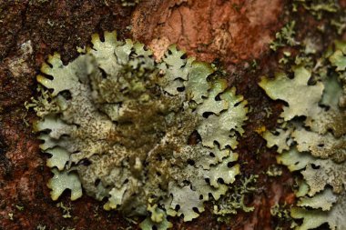 Lichen Ueropean sonbahar doğasında