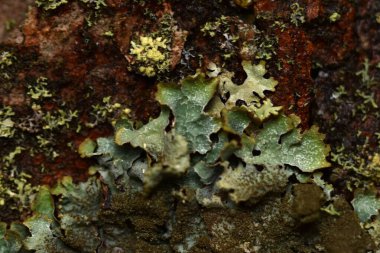 Lichen Ueropean sonbahar doğasında