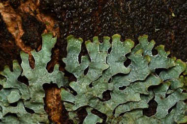 Lichen Ueropean sonbahar doğasında