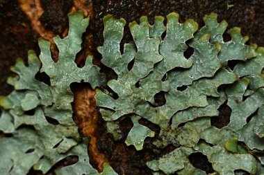 Lichen Ueropean sonbahar doğasında