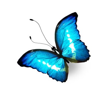 Beyaz arkaplanda izole edilmiş renkli Morpho kelebeği.