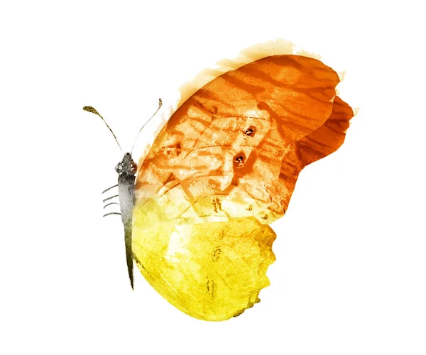 Kleur Aquarel Vlinder Geïsoleerd Witte Achtergrond — Stockfoto