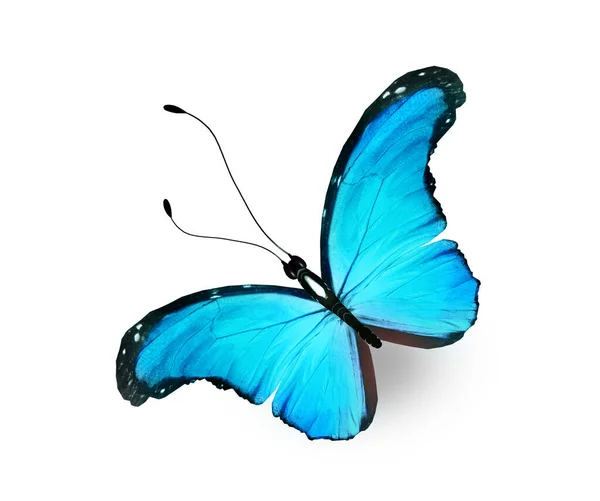 Kleur Morpho Vlinder Geïsoleerd Witte Achtergrond — Stockfoto