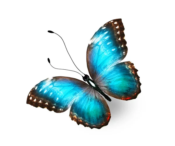 Χρώμα Πεταλούδα Morpho Απομονώνονται Στο Λευκό Φόντο — Φωτογραφία Αρχείου