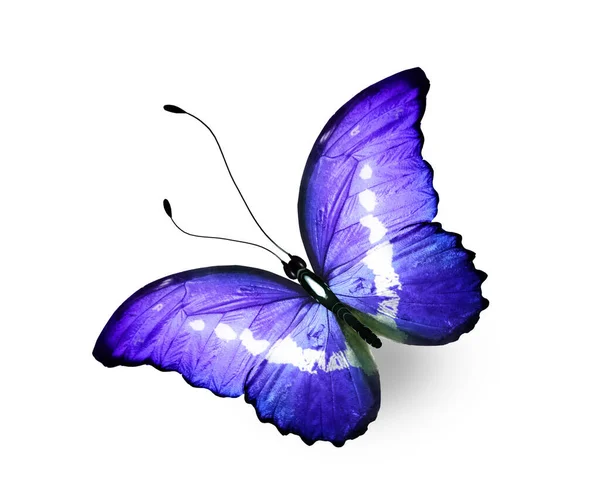 Колір Метелика Морфо Ізольований Білому Тлі — стокове фото