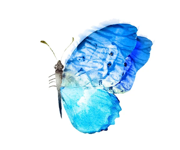 Χρώμα Πεταλούδα Ακουαρέλα Απομονώνονται Στο Λευκό Φόντο — Φωτογραφία Αρχείου