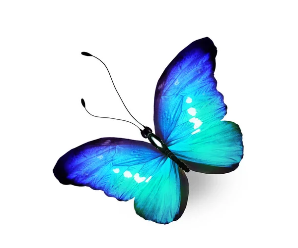 Χρώμα Πεταλούδα Morpho Απομονώνονται Στο Λευκό Φόντο — Φωτογραφία Αρχείου