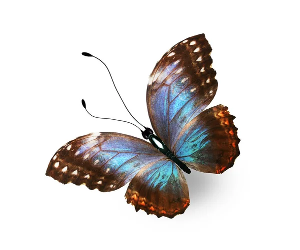 Barevný Motýl Morpho Izolovaný Bílém Pozadí — Stock fotografie