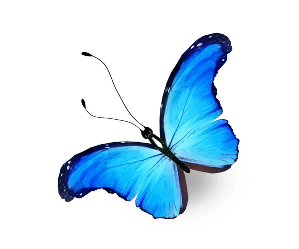白を基調としたカラーモルフォ蝶 — ストック写真