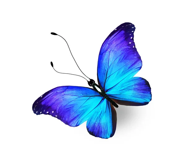 Kolor Morpho Motyl Izolowane Białym Tle — Zdjęcie stockowe