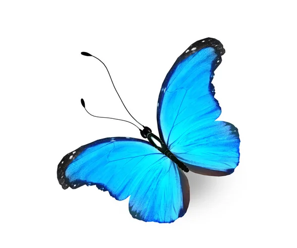 Beyaz Arkaplanda Izole Edilmiş Renkli Morpho Kelebeği — Stok fotoğraf