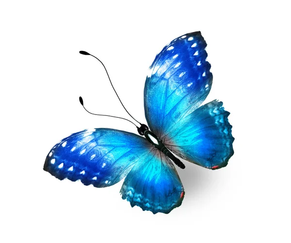 Kleur Morpho Vlinder Geïsoleerd Witte Achtergrond — Stockfoto