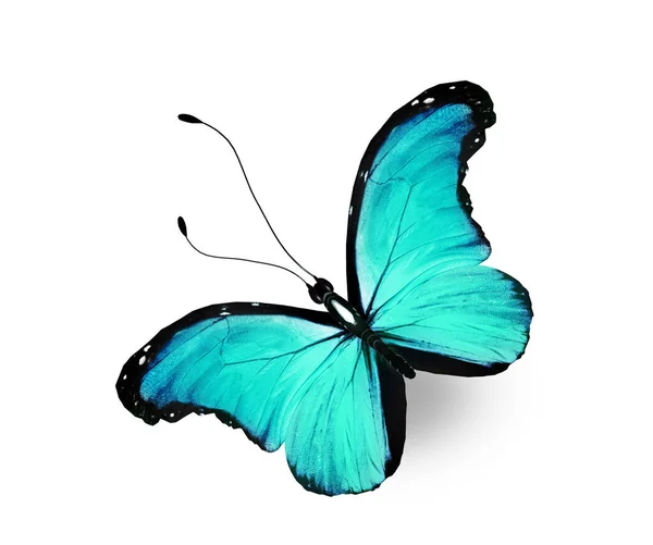 Färg Morpho Fjäril Isolerad Den Vita Bakgrunden — Stockfoto