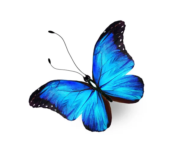 Färg Morpho Fjäril Isolerad Den Vita Bakgrunden — Stockfoto