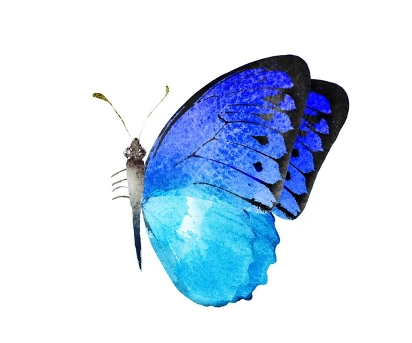 Farbe Aquarell Schmetterling Isoliert Auf Weißem Hintergrund — Stockfoto