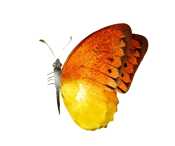 Color Acuarela Mariposa Aislado Sobre Fondo Blanco — Foto de Stock
