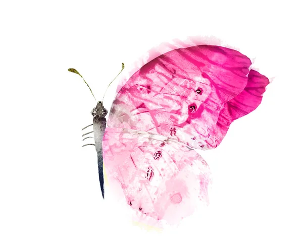 Color Acuarela Mariposa Aislado Sobre Fondo Blanco — Foto de Stock