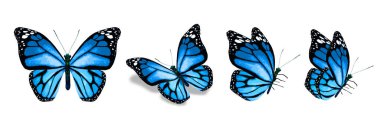 Color monarch butterflies, isolated on the white background